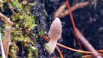 A winter walk in the woods and an Common Morel on February 4rd?