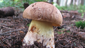 Mushrooms occurring in Europe - Boletus subappendiculatus