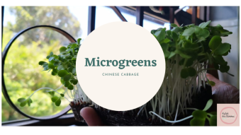 Microgreens with MACRO Benefits (Chinese Cabbage)