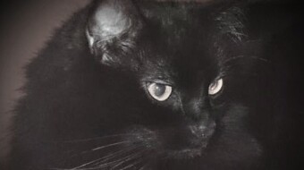 Morgan