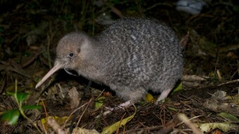 The Kiwi