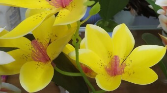 Artificial flower photograph