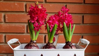 Plantas de casa - Diario 1