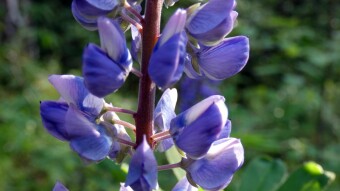 Lupine, not only a beautiful but also useful plant