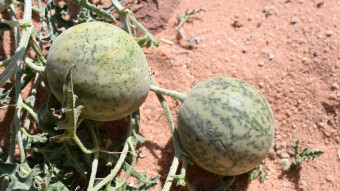 Wadi Rum Desert - an unusual plant in an unusual place - colocynth (Citrullus colocynthis)