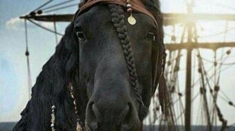Bullion is the old man of the homestead