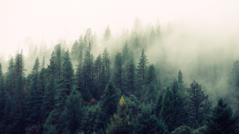 Your web searches can save the Earth. Here's how.