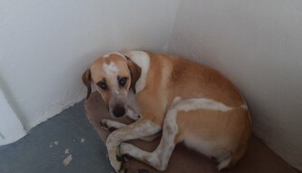 My dog every morning :D