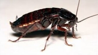 Oriental Cockroach