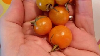 Last Homegrown Tomatoes Of This Year
