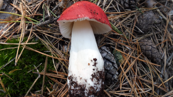 Mushrooms occurring in Europe - Russula emetica