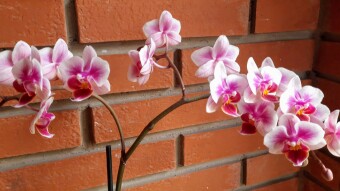 Plantas de casa - Diario 4