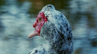 How to behave as a wildlife photographer
