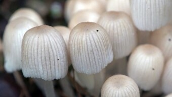 Fairy Inkcap (Coprinellus disseminatus - Czernidłak gromadny) uncollected edible mushrooms in spring
