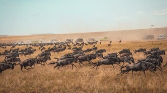 Inevitable Migration From The #oldsteem to #newsteem. The Tron Steem