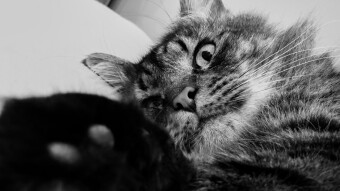 Black and white photos of my little sleepy "tiger"