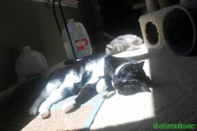 Walter and Tesla sleeping in the sun on their catnip covered mats
