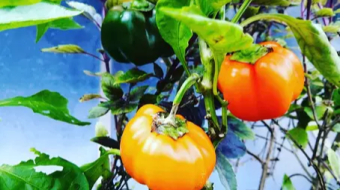 Towards Self-Sufficiency: Gardening