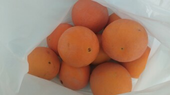 🍊 Free oranges!