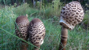 Fungi Friday - Weekend trip to the forest, a multitude of species