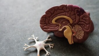 Brain Memory Wallet