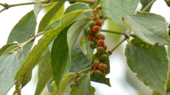Kampot, the plantation of the best pepper in the world - My trip to Cambodia