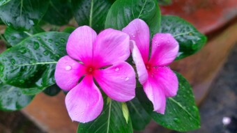 Photography of Noyontara flower