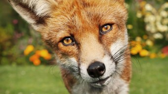 The Foxes on My Street
