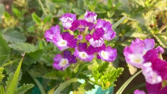 Beautiful flower photography