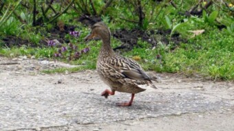 Today a pair of ducks came out to meet me - My Actifit Report Card: April 17 2023