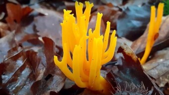 Calocera viscosa - Fascinating mushroom shapes - Mushrooms like corals