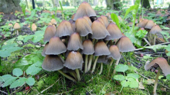 Conditionally edible mushroom - Mica cap