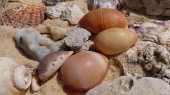Four elements of nature