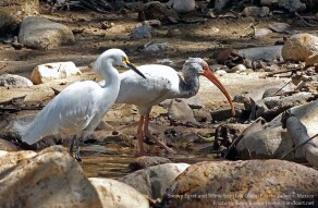 No Egret's