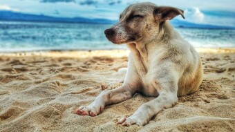[76] Three sisters and two female dogs… (Episode - 22)