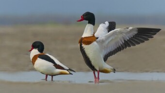 Some Colorful Birds Over the Lake