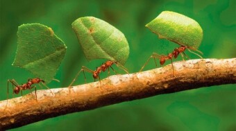 Specialization is for insects 🐜 - Naval Ravikant