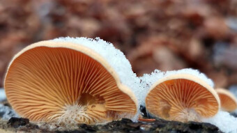 Mock oyster - Winter arboreal mushrooms