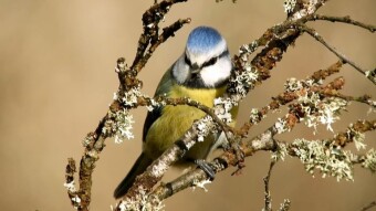 The Blue Tit (Cyanistes caeruleus) - companion for winter walks