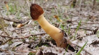 Mushrooms that we can bring to our kitchen in May