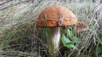 A place in Red-capped scaber stalk - a memory of autumn walks in the Jura