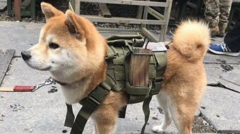 The market explodes for Shiba Inu!