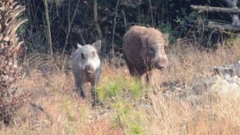 Wild Pigs - Wildlife