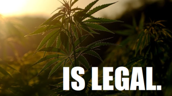 Cannabis: the Argentine government legalized self-cultivation for medicinal use