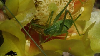 Green Bug in Yellow Flower Macro