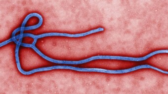 Guinea Declares First Ebola Epidemic Since 2016 After 3 Deaths
