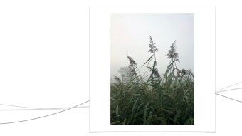 On a misty morning