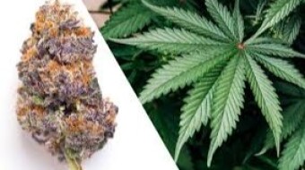 5 Things: The CBD Entourage Effect