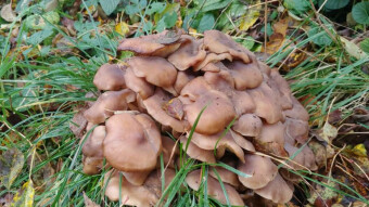 Chicken of the Road - Fried chicken mushroom
