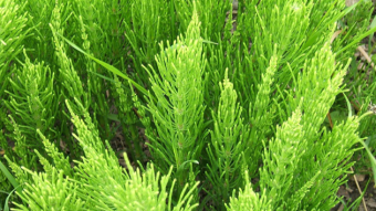 Field Horsetail
